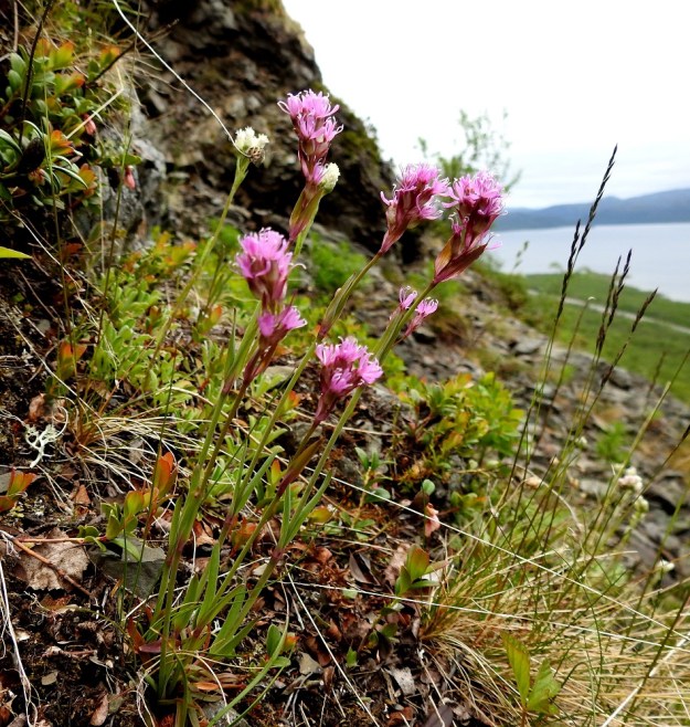Viscaria alpina var. alpina - kalliopikkutervakko kasvaa tavallisesti muutaman kukkavarren yksilöinä. Varsilehtipareja on yleensä kahdesta neljään. Kasvupaikkoina ovat mm. tunturikankaat ja jäkäläkalliot. EnL, Enontekiö, Kilpisjärvi, Saanan lounainen alarinne, alin, matala pahtaseinämä retkeilykeskuksen leirintäalueen kohdalla, luonnonsuojelualue, 600 m mpy, 5.7.2018. Copyright Hannu Kämäräinen.
