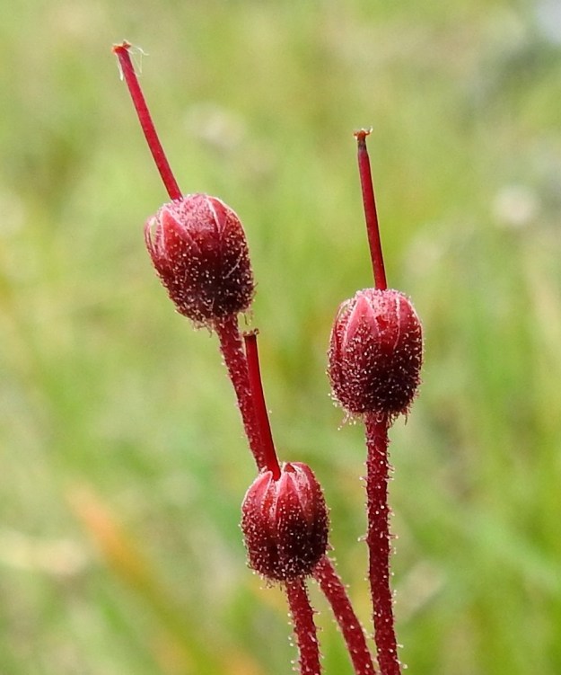 Phyllodoce caerulea - (tunturi)kurjenkanervan kota on pysty, pitkänpyöreä, punaruskea ja nystykarvainen. Pituutta sillä on noin 3,5-4 mm ja paksuutta noin 3 mm. Kota on enintään verholehtien mittainen ja sen kärjessä pysyy kauan aikaa emin vartalo ja luotti. Kukkaperä pitenee huomattavasti hedelmävaiheessa. EnL, Enontekiö, Kilpisjärvi, Saanajärven luoteispäässä oleva harjannealue, järveen laskeva, jyrkähkö paljakkarinne, n. 695 m mpy, 18.7.2023. Copyright Hannu Kämäräinen.