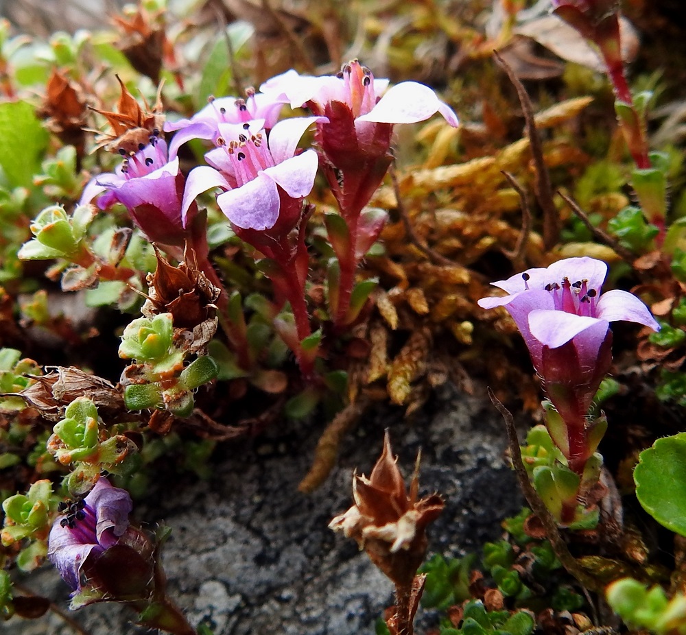 Saxifraga oppositifolia - sinirikon kukintovarret ovat yksikukkaiset ja tavallisesti noin 2-5 cm korkeat. Kukkaperä on varren kaltainen ja yleensä noin 1-5 mm pitkä. Verholehtiä on viisi ja ne ovat soikeat, ripsireunaiset ja punaruskeat sekä tavallisesti noin 4 mm pitkät ja leveimmältä kohtaa noin 2 mm leveät. 6.7.2018. Copyright Hannu Kämäräinen.