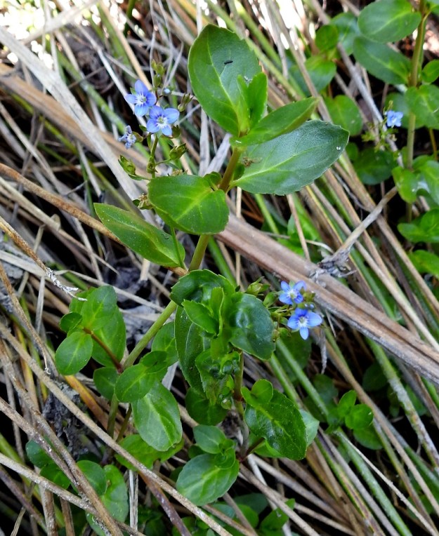 Veronica beccabunga - ojatädykkeen kukat ovat lehtihankaisissa ja harsuhkoissa tertuissa. A, Eckerö, Storby, Käringsundsvägenin laitaoja Eckeröhallenin kohdalla, 21.6.2023. Copyright Hannu Kämäräinen.