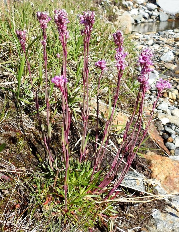 Viscaria alpina var. alpina - kalliopikkutervakko on tavallisesti noin 10-40 cm korkea. Se voi toisinaan olla monivartinenkin. Kukinnot ovat varsien latvassa ja ne ovat yleensä noin 1,5-8 cm pitkät ja yhtenäiset. Norja, Tr, Kåfjord, Birtavarresta lähtevän Guolásveienin loppupäässä haarautuvan Haltiantien alapuoli, tunturipaljakka, Guolasjärveen laskevan purouoman ympäristö, n. 800 m mpy, 17.7.2023. Copyright Hannu Kämäräinen.