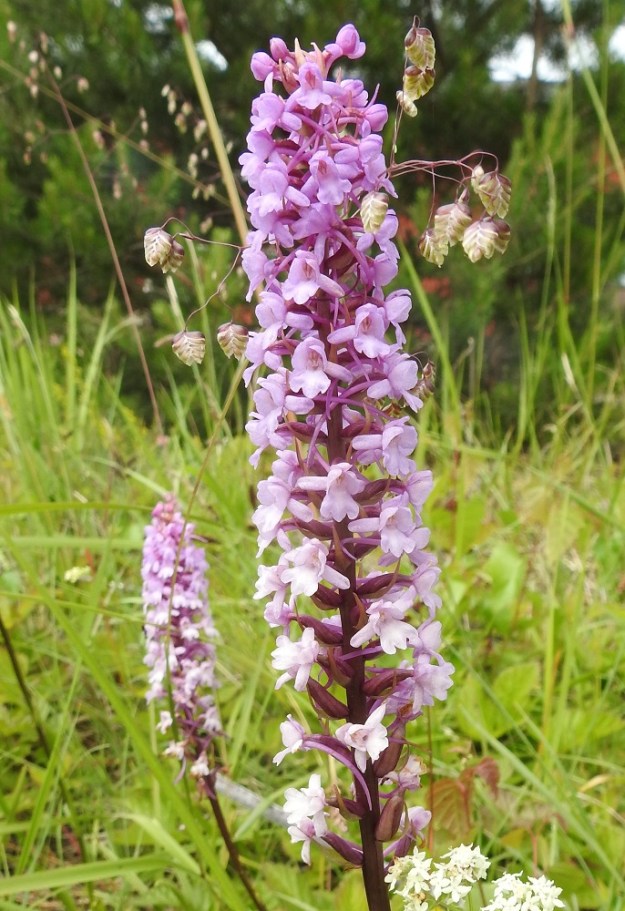 Gymnadenia conopsea subsp. conopsea - ahokirkiruohon kukinto on yleensä tiheä ja noin 30-80-kukkainen (kuvan kukinnossa on noin 80 kukkaa). Toisinaan kehälehtien väri vanhemmiten haalistuu ja muuttuu lähes valkoiseksi kukinnon alemmissa ja jo pölyttyneissä osissa. Kuvassa kukinnon taustan elävöittäjänä toimii niittyräpelö, Briza media. A, Eckerö, Käringsundby, Gamla Käringsundsvägenin tienlaitaruohikko 9.7.2017. Copyright Hannu Kämäräinen.