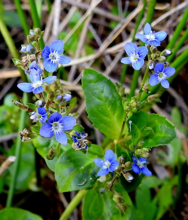 Veronica beccabunga - ojatädykkeen kukkatertut pitenevät avaten kärjestään joka päivä uudet kukat, kunnes ne saavuttavat täyden pituutensa eikä uusia nuppuja enää kehity. Päivän kukittuaan teriö tipahtaa kokonaisena pois tai kuihtuu paikalleen. A, Eckerö, Storby, Käringsundsvägenin laitaoja Eckeröhallenin kohdalla, 21.6.2023. Copyright Hannu Kämäräinen.