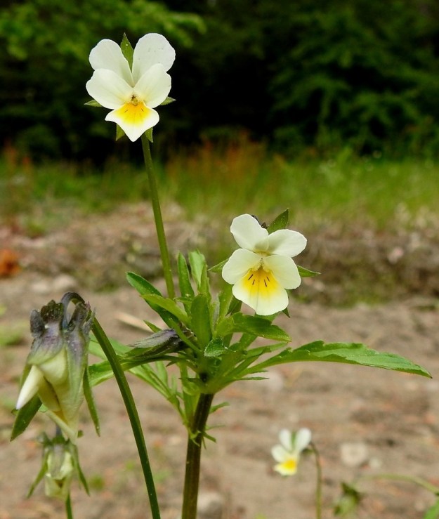 Viola arvensis - pelto-orvokin verholehtien kärjet näkyvät selvästi teriön takaa eli verholehdet ovat terälehtiä pitemmät tai enintään samanmittaiset. Tämä on varsin selkeä tuntomerkkiero keto-orvokkiin, V. tricolor, joka voi toisinaan olla myös valko- tai kellanvalkokukkainen. Keto-orvokilla verholehdet ovat terälehtiä lyhyemmät. EH, Janakkala, Harviala, Alikartanontien ja Harvialan kartanoon vievän tilustien kulmauksessa oleva kesantopelto, 3.6.2023. Copyright Hannu Kämäräinen.