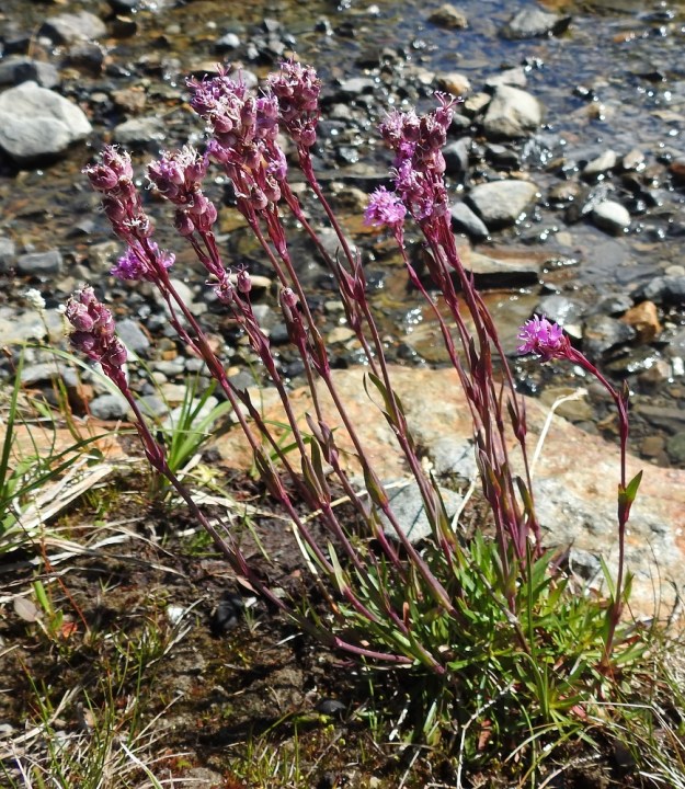 Viscaria alpina var. alpina - kalliopikkutervakon varret ovat ohuehkot, liereät ja haarattomat sekä väriltään vihreät tai punertavat. Taksoni viihtyy myös tunturipurojen varsilla sekä jokivarsien sora- ja hiekkakentillä. Norja, Tr, Kåfjord, Birtavarresta lähtevän Guolásveienin loppupäässä haarautuvan Haltiantien alapuoli, tunturipaljakka, Guolasjärveen laskevan purouoman ympäristö, n. 800 m mpy, 17.7.2023. Copyright Hannu Kämäräinen.