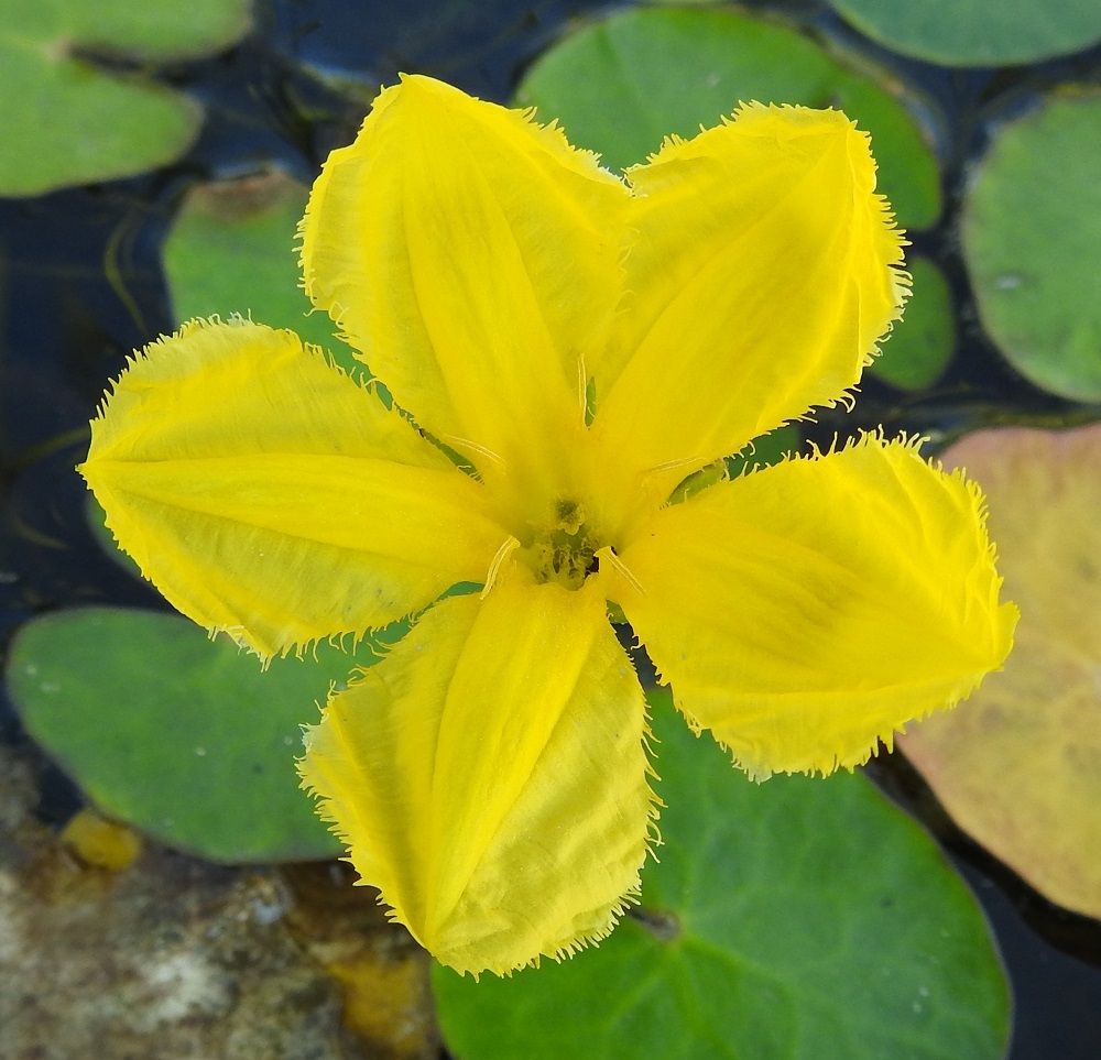Nymphoides peltata - (kelta)lammikin teriö on voimakkaan keltainen, tyveltään yhdiskasvuinen ja viisiliuskainen sekä yleensä noin 30-40 mm leveä. Teriönliuskat ovat ulkonäöltään erikoiset. Ne ovat soikeat tai vastapuikeat, keskiosastaan vähän paksummat, laitaosiltaan ohuemmat ja epäsäännöllisen suonikkaat sekä reunoiltaan pitkähköripsiset. Pituutta niillä on yleensä noin 20 mm ja leveyttä leveimmältä kohtaa noin 8-10 mm. Kuvassa näkyvät teriönliuskojen välissä viisi keltaista heteen pontta. Lyhytvartaloisen emin luottikärki pilkistää teriön keskeltä, karvoituksen lomasta. 12.7.2023. Copyright Hannu Kämäräinen.