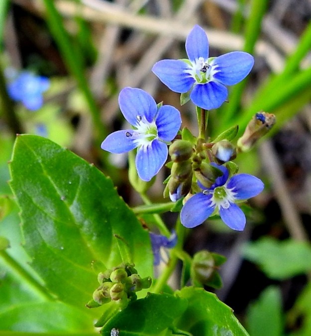 Veronica beccabunga - ojatädykkeen teriö on tavallisesti sininen, suoniltaan vähän tummempi ja neliliuskainen sekä noin 5-6 mm leveä. Liuskat ovat pyöreämuotoiset tai leveänpuikeat ja noin 2-2,5 mm pitkät. Alin liuska on selvästi muita pienempi. Heteitä on kaksi ja emin vartaloita ja luotteja yksi. Kuvassa näkyy teriön keskellä vihreä, kehänpäällinen sikiäin. A, Eckerö, Storby, Käringsundsvägenin laitaoja Eckeröhallenin kohdalla, 21.6.2023. Copyright Hannu Kämäräinen.