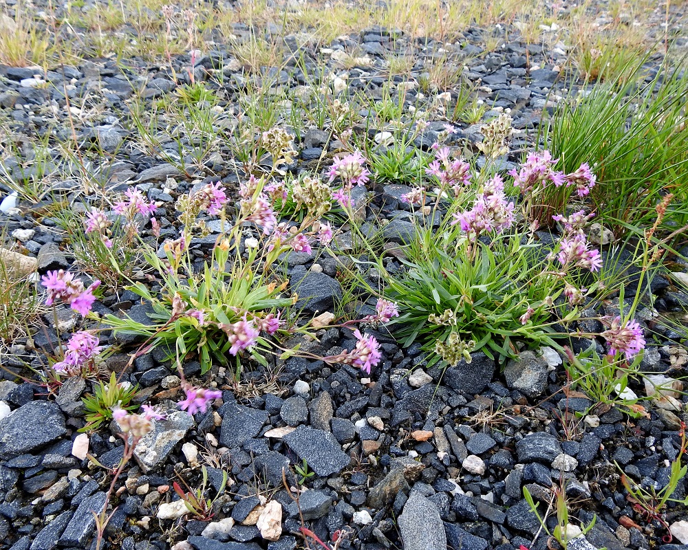 Viscaria alpina var. alpina - kalliopikkutervakon ohuet varret eivät aina kestä tuulisella paikalla pystyssä varsinkin, kun kotien kehittyessä varren latvapaino lisääntyy huomattavasti. Karu, kivikkoinen soramaakin riittää kasvualustaksi. KiL, Muonio, Olostunturi, lakialueen länsiosa, soramaa, n. 480 m mpy, 19.7.2023. Copyright Hannu Kämäräinen.