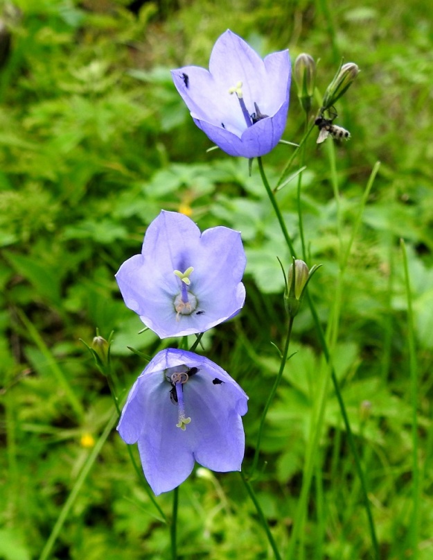 Campanula rotundifolia subsp. groenlandica - tunturikissankellon kukkanuput ja kukatkin ovat aluksi pystyt ja myöhemmin siirottavat tai nuokkuvat. EnL, Enontekiö, Kilpisjärvi, Saanan lounainen alarinne luonnonsuojelualueen kaakkoispuolella, Käsivarrentieltä (tie 21) loivasti Saanaa kohti nouseva tunturikoivikkorinne, n. 520 m mpy, 16.7.2023. Copyright Hannu Kämäräinen.