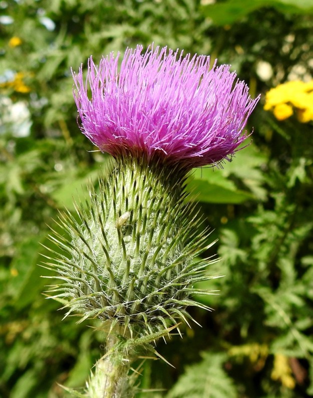 Cirsium vulgare - piikkiohdakkeen mykerökehto on tavallisesti noin 30-40 mm korkea ja piikkineen suunnilleen saman levyinen. Koko mykerö on täydessä kukassaan yleensä noin 45-55 mm korkea. U, Helsinki, Laajasalo, Tahvonlahti-merenlahden rantametsikön laide Mellinintien varressa, 25.7.2023. Copyright Hannu Kämäräinen.