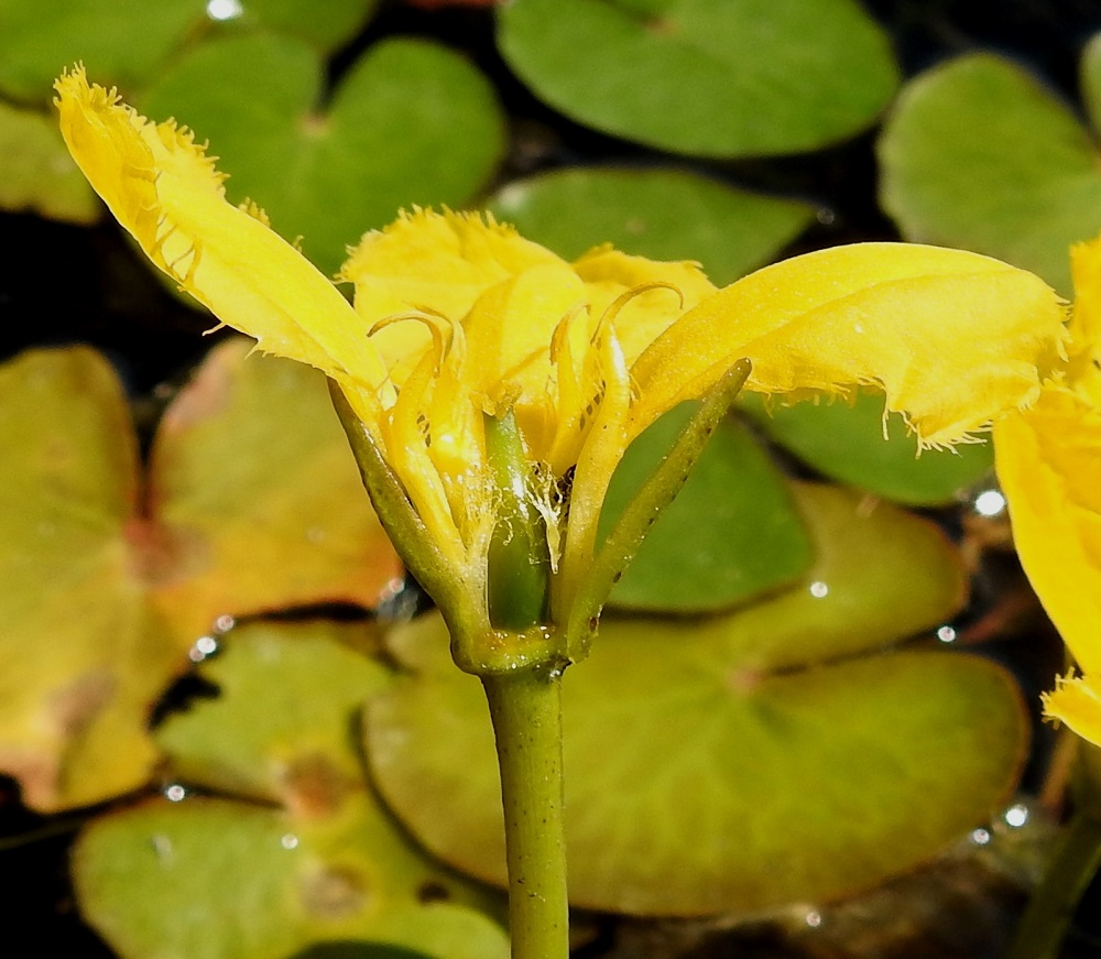 Nymphoides peltata - (kelta)lammikin kukan rakenteen hahmottaminen vaatii sen avaamista. Heteet ovat kiinnittyneet teriön tyviosaan. Palhot ovat paksuhkot ja ponnet kapean liuskamaiset. Heteiden kokonaispituus on noin 15 mm, josta ponnen osuus on noin 4-5 mm. Sikiäin on kehänpäällinen ja kukintavaiheessa noin 10 mm pitkä. Emiön pituus vaihtelee perinnöllisesti. Lyhyimmillään se on, kuten kuvassa, vain noin 2 mm pitkä. 12.7.2023. Copyright Hannu Kämäräinen.