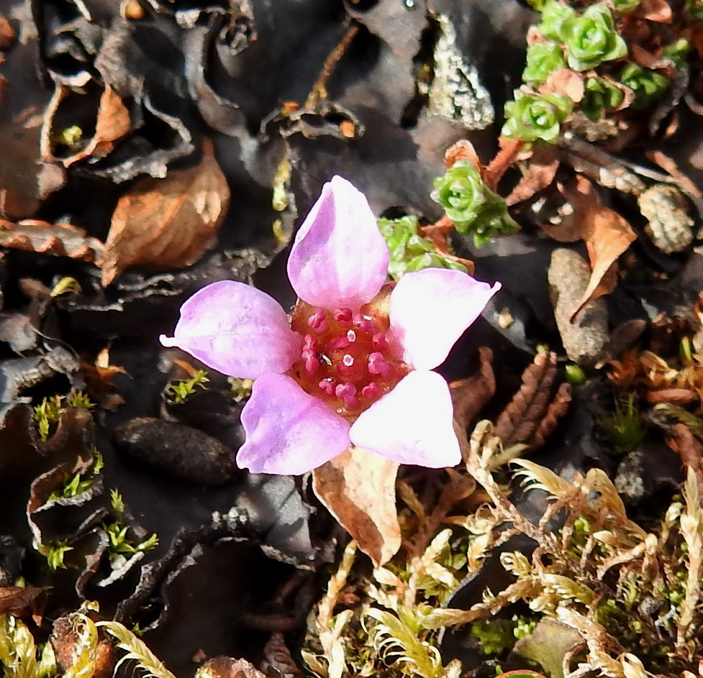 Saxifraga oppositifolia - sinirikon terälehdet voivat olla, toisin kuin edellisessä kuvassa, myös suippopäiset. Kuvan kukassa emin luotit ovat aktiiviset, kun taas heteiden ponnet odottavat vielä avautumistaan. Tällainen vuorottelu estää itsepölytystä. Norja, Tr, Kåfjord, Birtavarresta lähtevän Guolásveienin tunturitien loppupään varressa oleva tunturikangas lähellä Haltiantien risteystä, n. 800 m mpy, 17.7.2023. Copyright Hannu Kämäräinen.