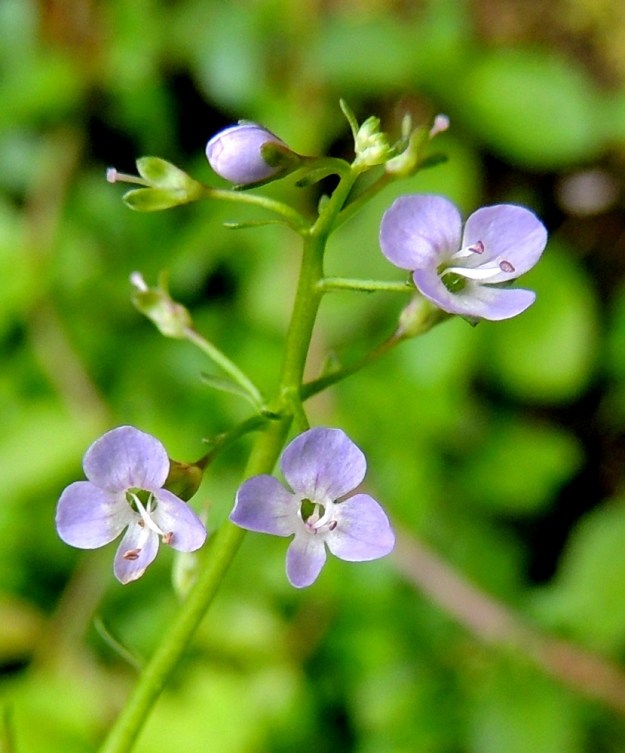 Veronica beccabunga - ojatädykkeen teriö voi toisinaan olla myös vaaleansininen tai lilaan vivahtava. EH, Kouvola, Kuusankoski, Kymintehdas, ent. rautavaraston seinustan vesikanava, 1.8.2015. Copyright Hannu Kämäräinen.