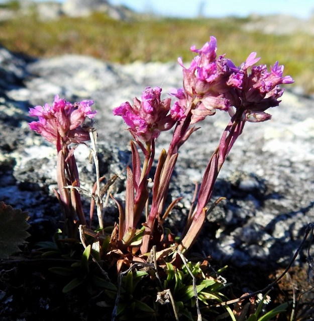 Viscaria alpina var. alpina - kalliopikkutervakko on erityisesti kukinnan alkuvaiheessa lyhyt ja sen kukat ovat tiheinä, mykerömäisinä ryhminä. KiL, Muonio, Olostunturi, lakialueen länsiosa, avokallio, 485 m mpy, 11.7.2018. Copyright Hannu Kämäräinen.