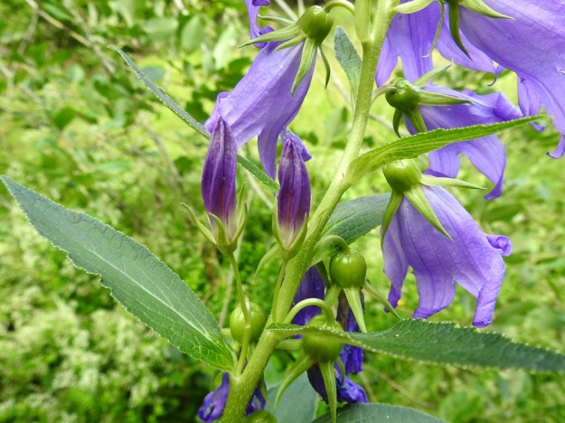 Campanula latifolia - ukonkellon kukat ovat yleensä yksittäin, mutta alemmissa hangoissa voi olla myös kahden tai kolmen kukan pitkäperäisiä viuhkoja. Alemmat hanka- eli tukilehdet ovat varsilehtien kaltaiset ja ylimmät ovat kapeanpuikeat tai puikean suikeat. Kukkaperä on yleensä noin 10-30 mm pitkä. Verhiö on lähes tyveen saakka säteittäisesti viisiliuskainen (joskus liuskoja voi olla kuusikin, kuten kuvan ylimmässä kukassa). Liuskat ovat kapean kolmiomaiset, pitkäsuippuisen teräväkärkiset ja koverat. Ne ovat tavallisesti noin 10-17 mm pitkät. Varsi on vaihtelevasti pehmeäkarvainen tai melkein kalju. EH, Kouvola, Kuusankoski, Voikkaa, Sikomäki, Voikkaantien varressa olevan kallioisen Lapinmäen laide, 6.7.2023. Copyright Hannu Kämäräinen.