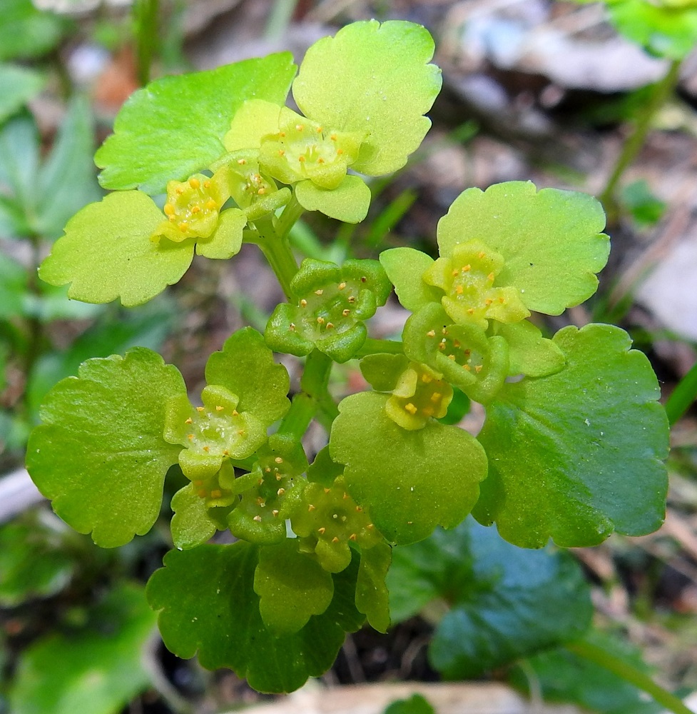 Chrysosplenium alternifolium - kevätlinnunsilmän kukinto on monihaarainen ja tasalakinen huiskilo. Kukassa on neliliuskainen, keltainen tai kellanvihreä ja teriömäinen verhiö, joka on tavallisesti noin 4-5 mm leveä. Liuskat ovat puikeat tai pyöreämuotoiset, noin 2-2,5 mm leveät ja suunnilleen saman pituiset. Kukasta puuttuu teriö. Heteitä on kahdeksan ja ne ovat noin 1 mm pitkät. Emi on hyvin lyhyt ja kaksivartaloinen. Kukkaperä on noin 1-2 mm pitkä. EH, Hämeenlinna, Sairio, Aulangonjärven lounaispuoli, luonnonsuojelualue, ulkoilureitin laitaojanne Lusikkaniemen tyven kohdalla, 13.5.2018. Copyright Hannu Kämäräinen.