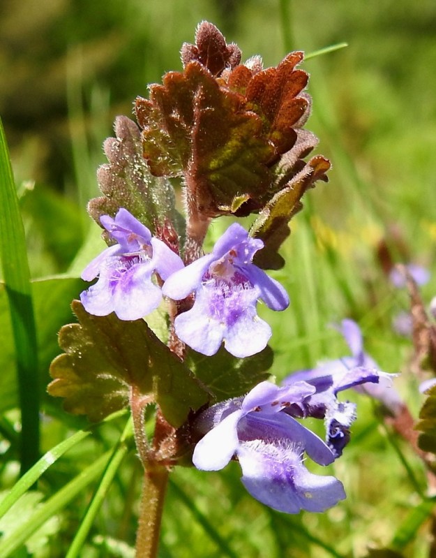 Glechoma hederacea - (rohto)maahumalan teriön ylähuuli on litteähkö, useimmiten tylppä- ja lovipäinen sekä noin 3-4 mm pitkä. Alaskääntyneen alahuulen keskiliuska on tavallisesti noin 4-6 mm pitkä ja lovipäinen. Keskiliuskan tyvellä ja nielun suulla on pitempää, pystyä, tiheää ja valkoista karvoitusta. Alahuulen keskiosan molemmin puolin ovat pyöreähköpäiset ja yleensä noin 2-3 mm pitkät sivuliuskat. Sopivasta kulmasta katsottuna teriö näyttää kömpelösti tehdyltä ihmishahmolta, joka runsaasta rintakarvoituksesta päätellen on urospuolinen. EH, Hämeenlinna, Loimalahti, Hirsimäki, omakotialueen pihamaa Näsiäntien varressa, 29.5.2023. Copyright Hannu Kämäräinen.