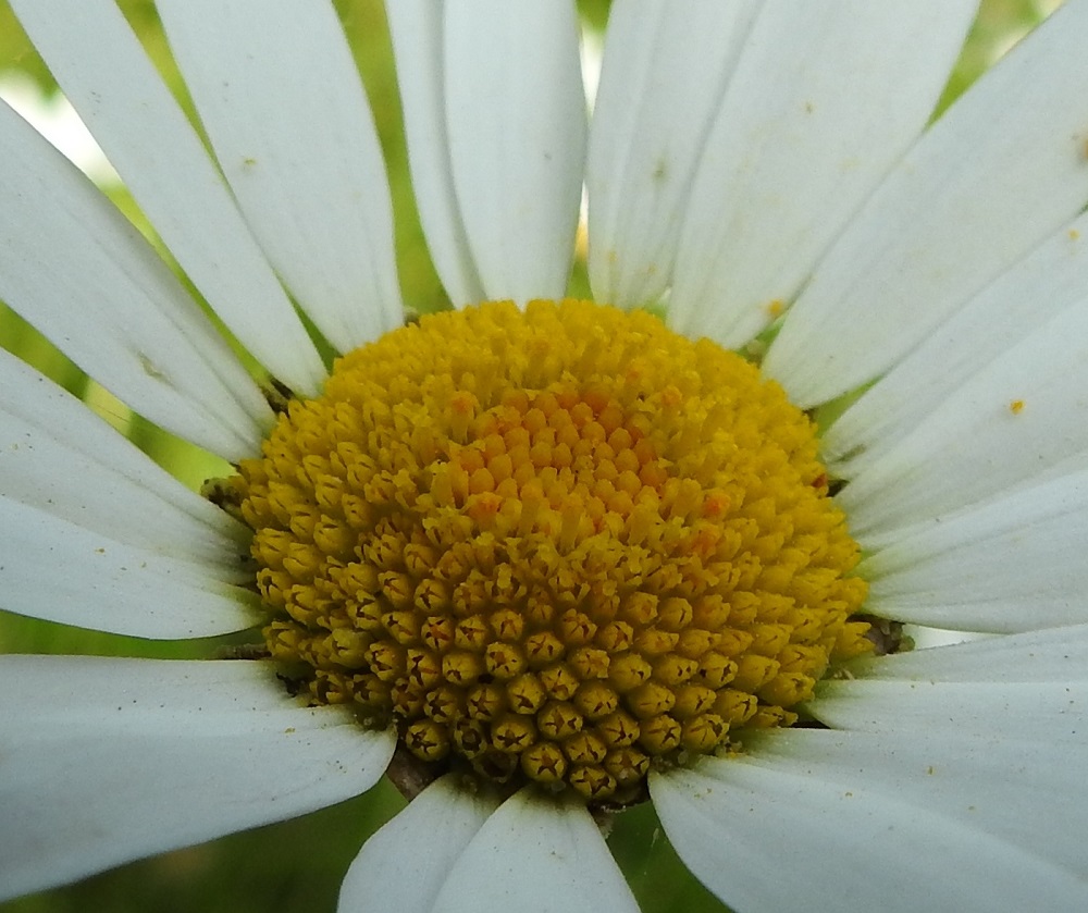 Leucanthemum vulgare - ahopäivänkakkaran laitakukat ovat yksineuvoisia emikukkia. Keskustan keltaiset kukat ovat kaksineuvoisia, torvimaisia kehräkukkia ja niitä on satoja. Niiden kärkiosa on 1,5-2,5 mm pitkä sekä päästään viisiliuskainen. Heteitä on viisi. Niiden keltaiset ponnet ovat lieriömäisen yhdiskasvuisesti emin vartalon ympärillä. Emin vartalon kärjessä on kaksiliuskainen luotti. Heteet ja vartalo luotteineen nousevat teriönliuskoja pitemmiksi. Kuvassa näkyy muutama hedevaiheessa oleva kukka keskustan nuppualueen reunalla. Niiden ulkopuolella näkyy emivaiheisia kukkia, joissa keltaiset luotinliuskat ovat levällään. A, Finström, Bastö, Ekudden, niemen ruohikkoalue lomamökkien ympäristössä, 17.6.2023. Copyright Hannu Kämäräinen.