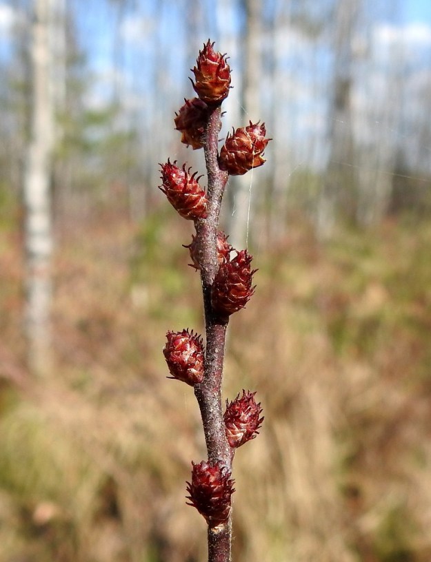 Myrica gale - (saha)suomyrtin lehdettömien emipensaiden norkot ovat käpymäisen tiiviit ja kukintavaiheessa noin 3-5 mm pitkät ja noin 3 mm leveät. 13.5.2023. Copyright Hannu Kämäräinen.