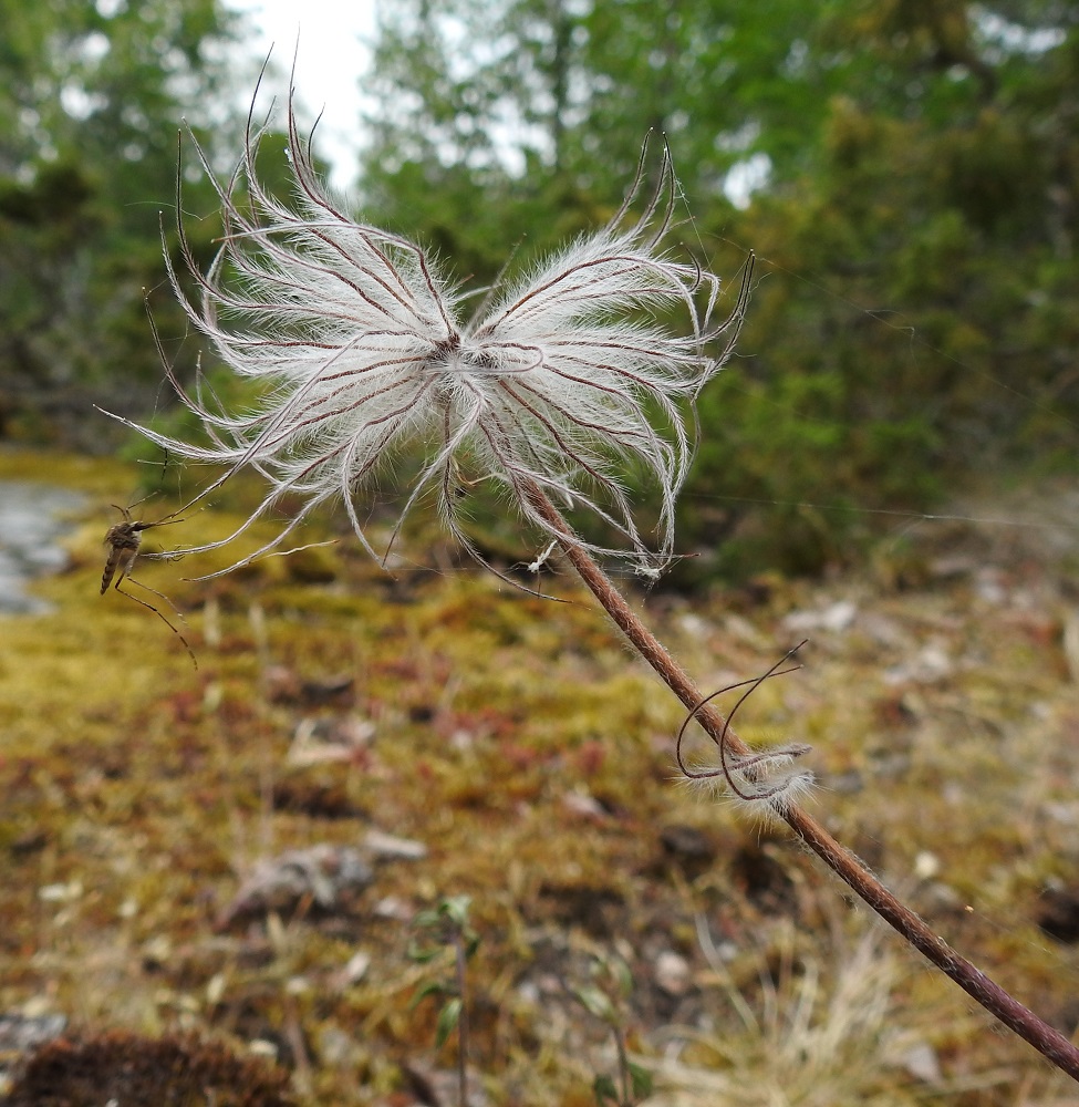 Pulsatilla pratensis - ahokylmänkukan hedelmistö levenee laajaksi "kuontaloksi", jossa emin lukuisat vartalot pitenevät noin 40-50 mm pitkiksi, karvaisiksi odiksi eli lenninhaiveniksi. 19.6.2023. Copyright Hannu Kämäräinen.