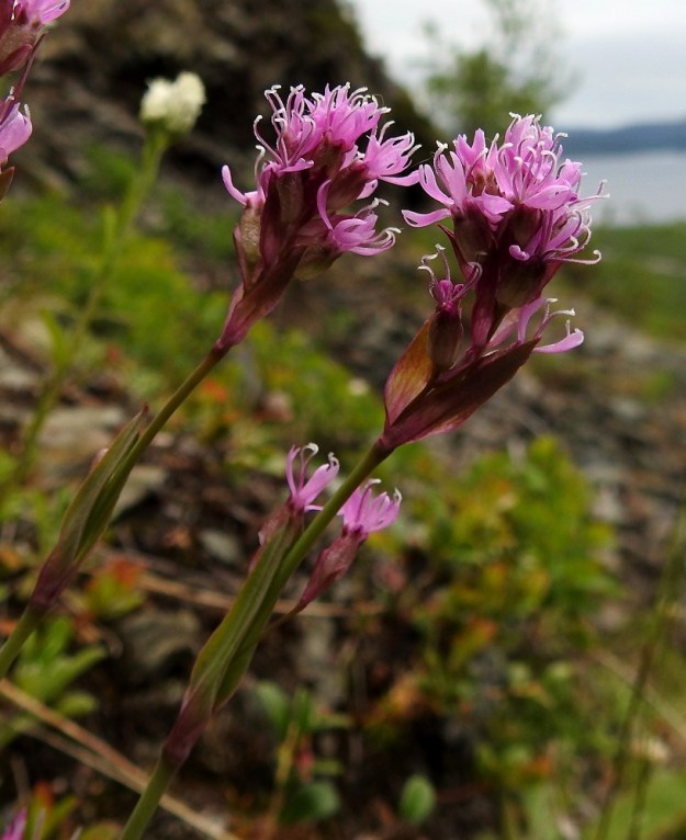 Viscaria alpina var. alpina - kalliopikkutervakon kukinto muuttuu kasvun jatkuessa enemmän terttumaiseksi, kun latvaryhmän alapuolelle usein kasvaa yksi tai kaksi paria kukintohaaroja. Teriö on lähes aina vaaleamman tai tummemman punainen. Terälehtiä on viisi. EnL, Enontekiö, Kilpisjärvi, Saanan lounainen alarinne, alin, matala pahtaseinämä retkeilykeskuksen leirintäalueen kohdalla, luonnonsuojelualue, 600 m mpy, 5.7.2018. Copyright Hannu Kämäräinen.