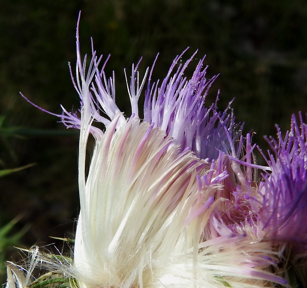 Cirsium vulgare - piikkiohdakkeen mykerön kukan rakenne näkyy hyvin oheisesta kuvasta, jossa yksittäinen kukka on parhaiten näkyvillä vasemmassa laidassa. Koko teriö on yleensä noin 30-35 mm pitkä. Sen rihmamaisen tasasoukka tyviosa kokonaan ja osa kärkiosastakin jää valkoisiksi sulkahaiveniksi muuntuneen verhiön sisään. Teriön kärkiosa on torvimainen, noin 10-13 mm pitkä ja kapean viisiliuskainen sekä lähes aina punainen tai sinipunaiseen vivahtava. Emin vartalo nousee selvästi teriönliuskoja pitemmäksi. Kuvassa vartalon ympärillä lieriönä ovat jo siitepölynsä luovuttaneet heteet ja ylimmäksi nousee emin luotti, johon on tarttunut muista mykeröistä hyönteisten mukana kulkeutunutta siitepölyä. Kuvassa alimpana näkyy lyhyempiä, kukkien tukisuomujen karvamaisia liuskoja. A, Finström, Bastö, Björkö, Bastövägenin länsipuolella oleva laaja laidunmaa-alue, 10.7.2022. Copyright Hannu Kämäräinen.