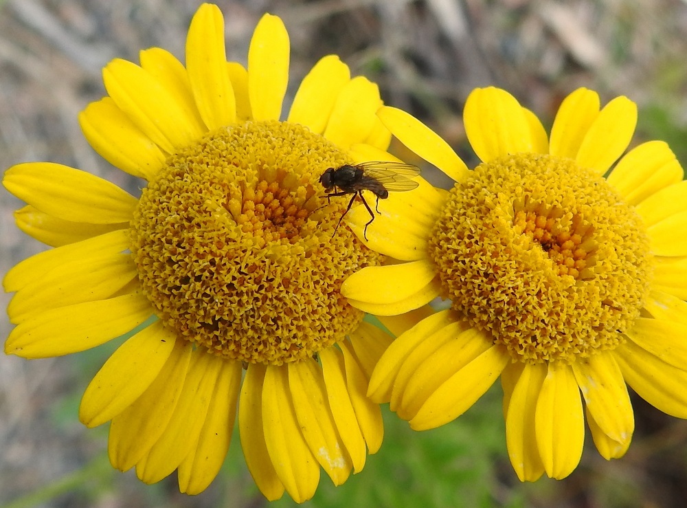 Cota tinctoria - keltasauramon kukintomykerössä on kaikkiaan satoja kaksineuvoisia, keltaisia kehräkukkia. Ne ovat torvimaisia ja niiden kärkiosa on viisiliuskainen. Yhdiskasvuiset heteet ja kaksihaaraiset luotit nousevat jonkin verran torven yläpuolelle. Kuvassa hedeaktiiviset kukat näkyvät nuppuvaiheisen ja vielä alempana olevan keskustan ympärillä. Siitepöly houkuttelee aterialle mm. kärpäsiä. Emivaiheessa olevat kukat näkyvät mykerössä hieman ulompana. Näyttää kuin kukkien poikki kulkisi lyhyitä, keltaisia viivoja. Ne ovat levälleen auenneita luottiliuskoja. EH, Hämeenlinna, Sairio, rautatien ja Vanajaveden rannan välissä kulkevan ulkoilureitin laide, 10.7.2023. Copyright Hannu Kämäräinen.