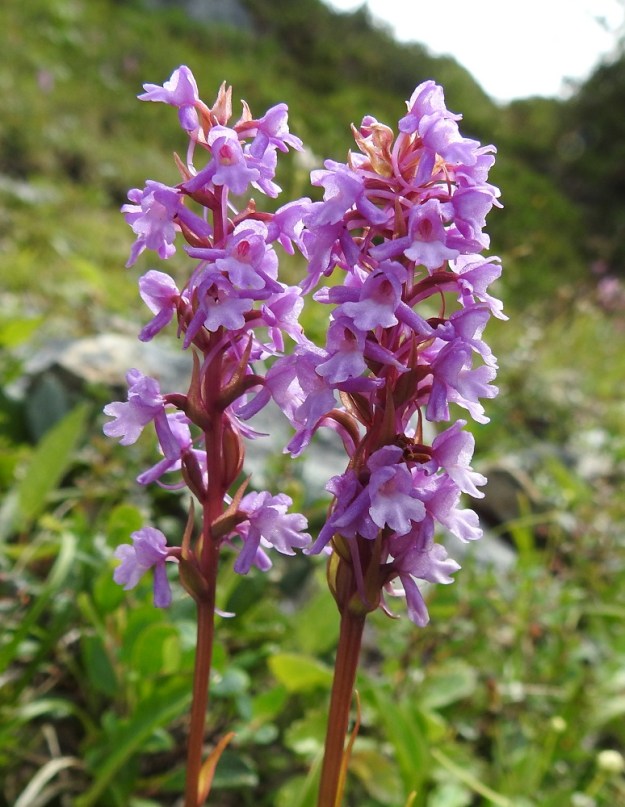 Gymnadenia conopsea subsp. alpina - lettokirkiruohon kukinto on yleisimmin vaaleanpunakukkainen. Kukan sikiäin on tavallisesti noin 5-8 mm pitkä. Kukkien tukilehdet ovat kapean kolmiomaiset, pitkäsuippuisen teräväkärkiset ja yleensä noin 5-15 mm pitkät sekä tyveltään noin 1-3 mm leveät. EnL, Enontekiö, Kilpisjärvi, Saanan kaakkoispään lounainen alarinne luonnonsuojelualueen alalaidassa, jyrkähkö tunturiniittyrinne yhtenäisen tunturikoivikon yläpuolella, n. 670 m mpy, 19.7.2023. Copyright Hannu Kämäräinen.