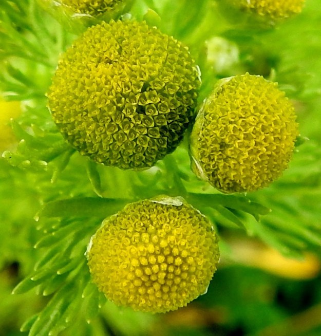 Matricaria discoidea - pihasaunion mykeröiden kaikki kukat ovat kaksineuvoisia, torvimaisia ja vihertävänkeltaisia kehräkukkia, joita on satoja. Ne ovat 1-1,4 mm pitkiä sekä päästään useimmiten neliliuskaisia. Heteiden ponnet ovat lieriömäisen yhdiskasvuisesti emin vartalon ympärillä. Emi on yksivartaloinen ja luotiltaan kaksiliuskainen. Kukan hedevaiheessa vartalo avautumattomine luotteineen nousee hieman teriönliuskoja pitemmäksi. Kukan emivaiheessa luotin kaksi liuskaa avautuvat vaakatasoon noin teriön kärjen tasolle. EH, Hämeenlinna, Loimalahti, Sampo, Sammonsuontien koillispuolella oleva kesantopeltoalue 26.7.2023. Copyright Hannu Kämäräinen.