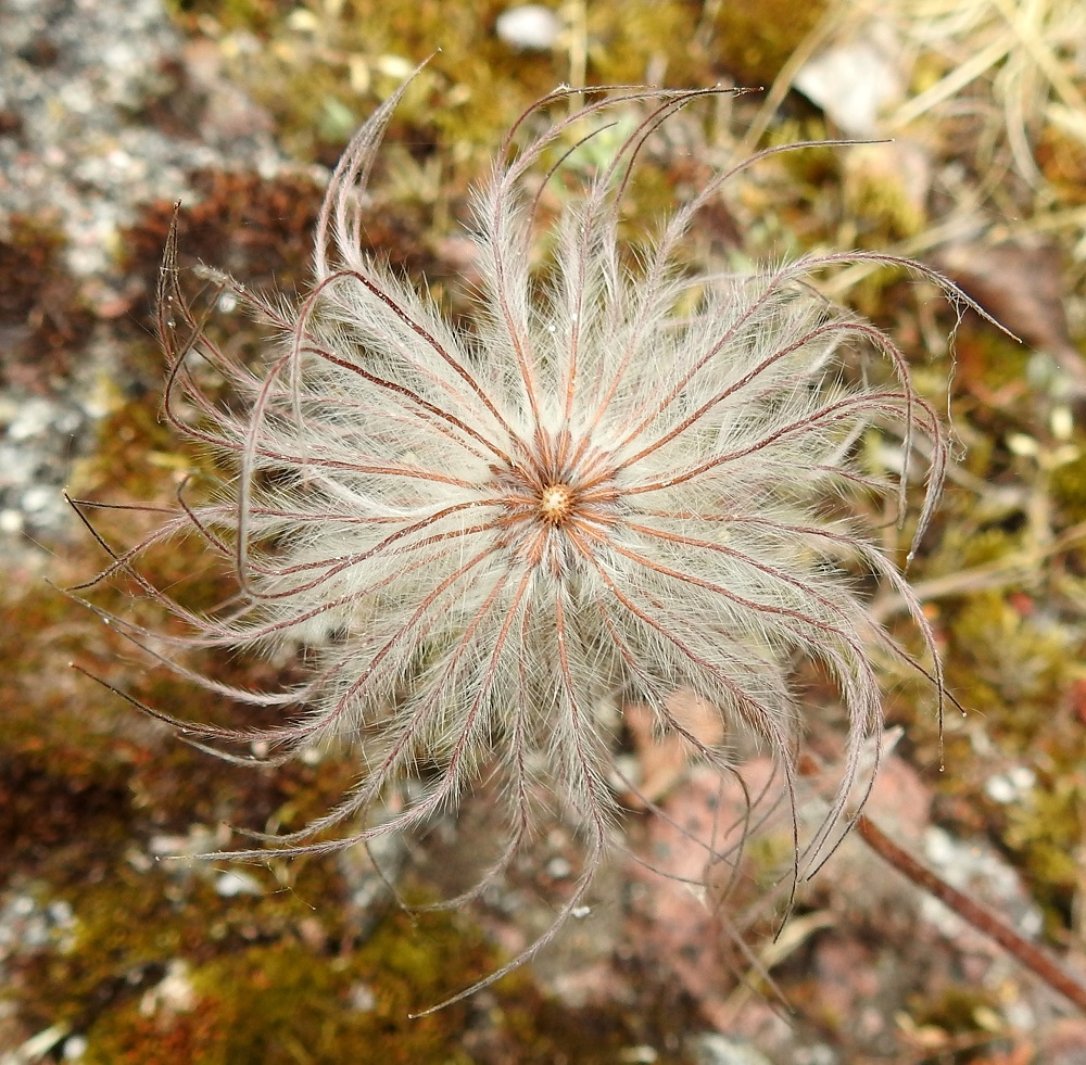 Pulsatilla pratensis - ahokylmänkukan pähkylät ovat sukkulamaiset, karvaiset, noin 3-5 mm pitkät ja noin 1-1,5 mm leveät. Höyhenmäisen pitkäkarvaiset mutta takertuvat lenninhaivenet helpottavat pähkylöiden leviämistä tuulen ja eläinten mukana. 19.6.2023. Copyright Hannu Kämäräinen.