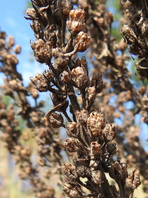 Verbascum speciosum - pustantulikukan kota on monisiemeninen ja pitkänpyöreä tai munanmuotoinen. Se on noin 3-7 mm pitkä ja noin 2,5-5,5 mm leveä. Kuten kuvasta on nähtävissä, kodan koko vaihtelee voimakkaasti samassakin yksilössä. Laitasaumoistaan avautuneet kodat säilyvät edellisvuotisissa, kuivuneissa varsissa. 19.6.2023. Copyright Hannu Kämäräinen.