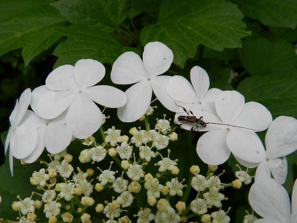 Viburnum opulus - koiranheiden kukinnon huomiota hakevista laitakukista puuttuvat kokonaan hetiö ja emiö. Keskiosan kukat ovat kaksineuvoisia, ja niiden valkoinen teriö on tavallisesti vain noin 4-5 mm leveä. Nuput ovat ennen avautumistaan kellanvalkoiset. EH, Hämeenlinna, Ruununmylly, Aulangonjärven kaakkoispään pohjoiskulman lehtoinen rantametsä, 23.6.2012. Copyright Hannu Kämäräinen.