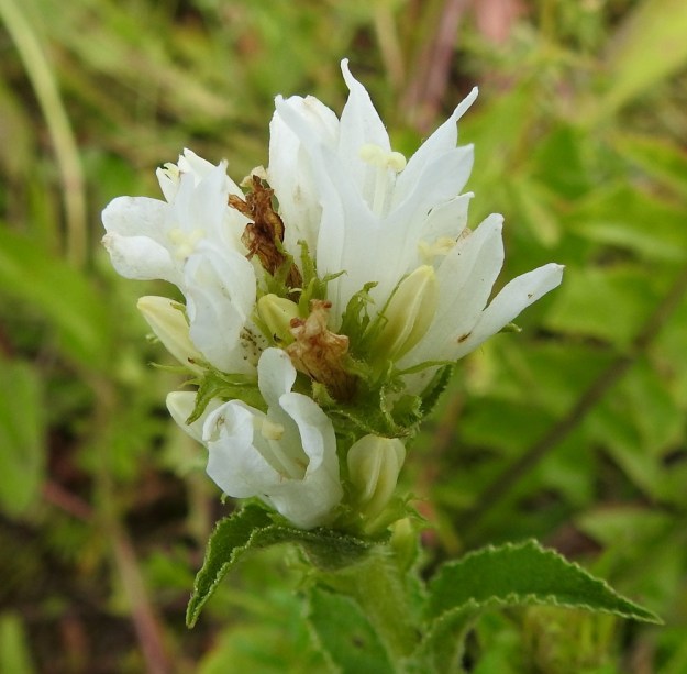 Campanula glomerata - peurankellon teriö voi harvoin olla myös valkoinen. Periytyvän ominaisuuden vuoksi valkoteriöiset yksilöt eivät pysty tuottamaan tyypillisiä väriaineita. EH, Hämeenlinna, Sairio, Sairionranta, radanvarsiketo Vanajaveden rannassa, 10.7.2023. Copyright Hannu Kämäräinen.