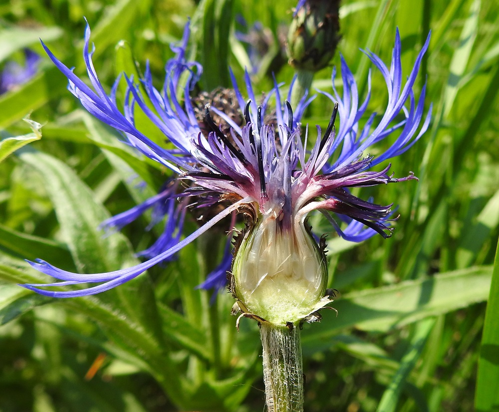 Centaurea montana - vuorikaunokin mykerön halkaisukuva tuo esiin kukinnon rakenteen. Kehräkukkien tyvellä ovat kehittyvät pähkyläaihiot, mutta neuvottomien laitakukkien tyveltä ne puuttuvat. Kehräkukkien teriö on yleensä noin 18-25 mm pitkä. Sen tyviosa on hyvin kapean tasasoukka, noin 10-13 mm pitkä ja jää kehdon sisään. Teriön kärkiosa on kapean viisiliuskainen ja noin 8-12 mm pitkä. Pelkkien liuskojen pituus on noin 5-7 mm. EH, Hämeenlinna, Loimalahti, Loimalahdentien laitaruohikko hevosaitauksen kohdalla, vähän ennen Tervaniemeä ja Alajärven uimarantaa, 14.6.2023. Copyright Hannu Kämäräinen.