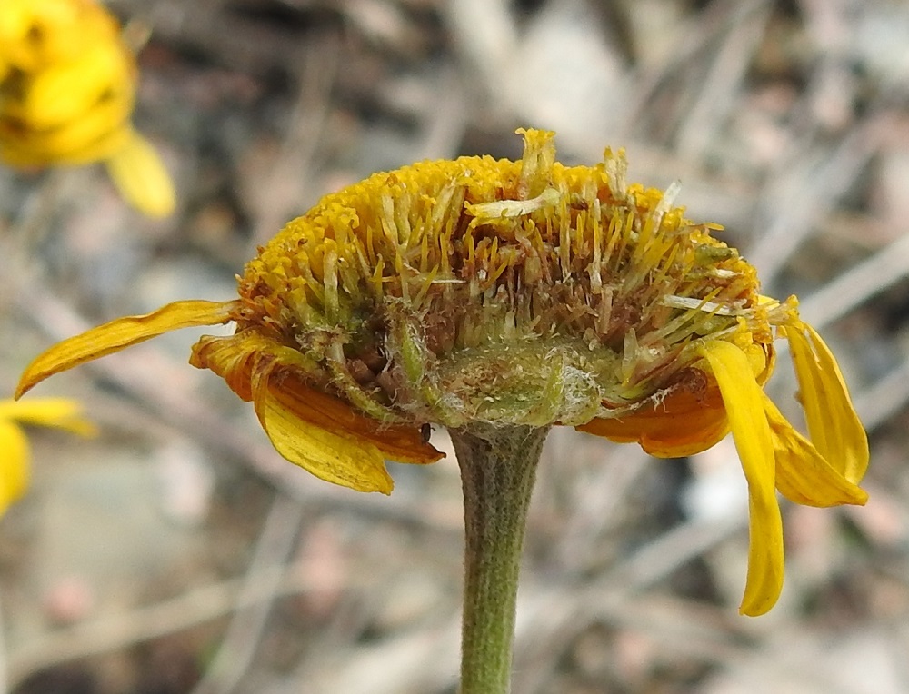 Cota tinctoria - keltasauramon mykerön halkaisukuvasta ilmenee kukinnon rakenne. Alimpana oleva mykeröpohjus on täyteinen. Sen päällä ovat keltaiset, äimämäiset ja lähes kehräkukan mittaiset tukisuomut. Kehräkukkien tyviosa on noin 1,5 mm pitkä ja torvimainen kärkiosa noin 3-3,5 mm pitkä. Kuvan vasemmassa laidassa olevassa kukassa näkyy myös verhiö, joka on vain hyvin matala, kalvomainen pallerengas. Sen alapuolella on kehittymässä oleva, lähes valkoinen pähkylä. EH, Hämeenlinna, Sairio, rautatien ja Vanajaveden rannan välissä kulkevan ulkoilureitin laide, 10.7.2023. Copyright Hannu Kämäräinen.
