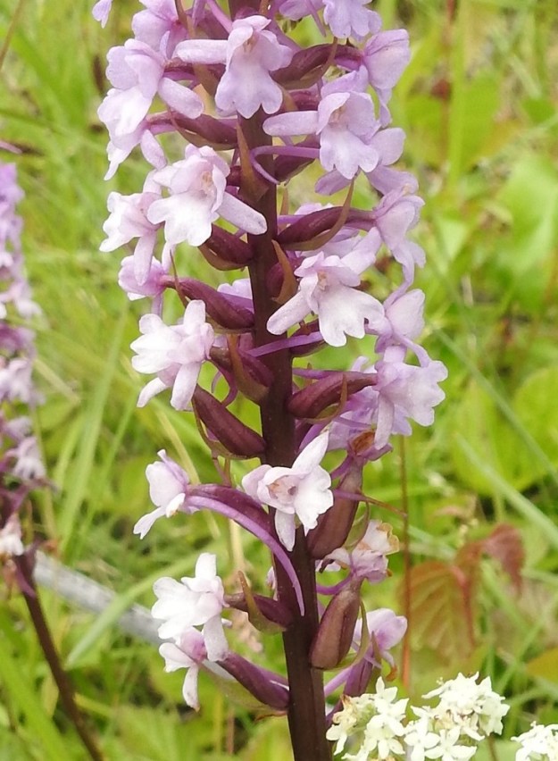 Gymnadenia conopsea subsp. conopsea - ahokirkiruohon kukan sikiäin on perätön, kierteinen ja suonikas sekä yleensä noin 5-8 mm pitkä sekä noin 1-2 mm paksu. Kukinnan ja pölytyksen jatkuessa suurimmassa osassa kukintotähkää alimmat kukat ovat jo kotavaiheessa. Kota on pysty, liereä, vahvasuoninen ja kalju. Se on tavallisesti noin 8-10 mm pitkä ja noin 3 mm paksu. A, Eckerö, Käringsundby, Gamla Käringsundsvägenin tienlaitaruohikko 9.7.2017. Copyright Hannu Kämäräinen.