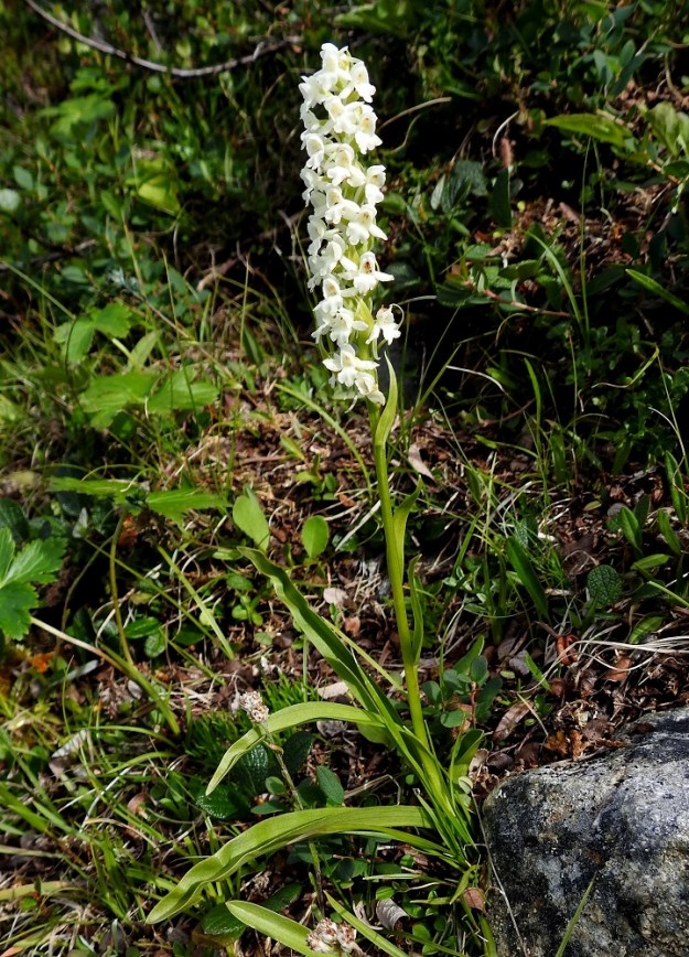 Gymnadenia conopsea subsp. alpina - lettokirkiruohon kukka on kehälehtineen noin 7-10 mm leveä. Kaksi kehälehteä suuntautuvat siipien tavoin sivulle ja kolme kaartuvat hetiön ja emiön suojaksi. Kuudes kehälehti muodostaa noin 4-5 mm pitkän ja suunnilleen yhtä leveän huulen, jonka malli voi vaihdella samassakin kukassa. Kuvan keskellä olevassa kukassa huuli on matalaan ja tasalevyisesti kolmiliuskainen. Kuvan ylälaidassa olevan kukan huuli puolestaan on tasapäinen ja lähes liuskaton. Keskimmäisen kukan siitepölymyhkyt ovat jo poissa ja keulan alapuolella näkyy ahdas kannuksen aukko, jota luotinliuskat eivät enää peitä. EnL, Enontekiö, Kilpisjärvi, Saanan kaakkoispään lounainen alarinne, Käsivarrentieltä (tie 21) loivasti Saanaa kohti nouseva tunturikoivikkorinne n. 100 m retkeilyreitin alapuolella, 590 m mpy, 16.7.2013. Copyright Hannu Kämäräinen.