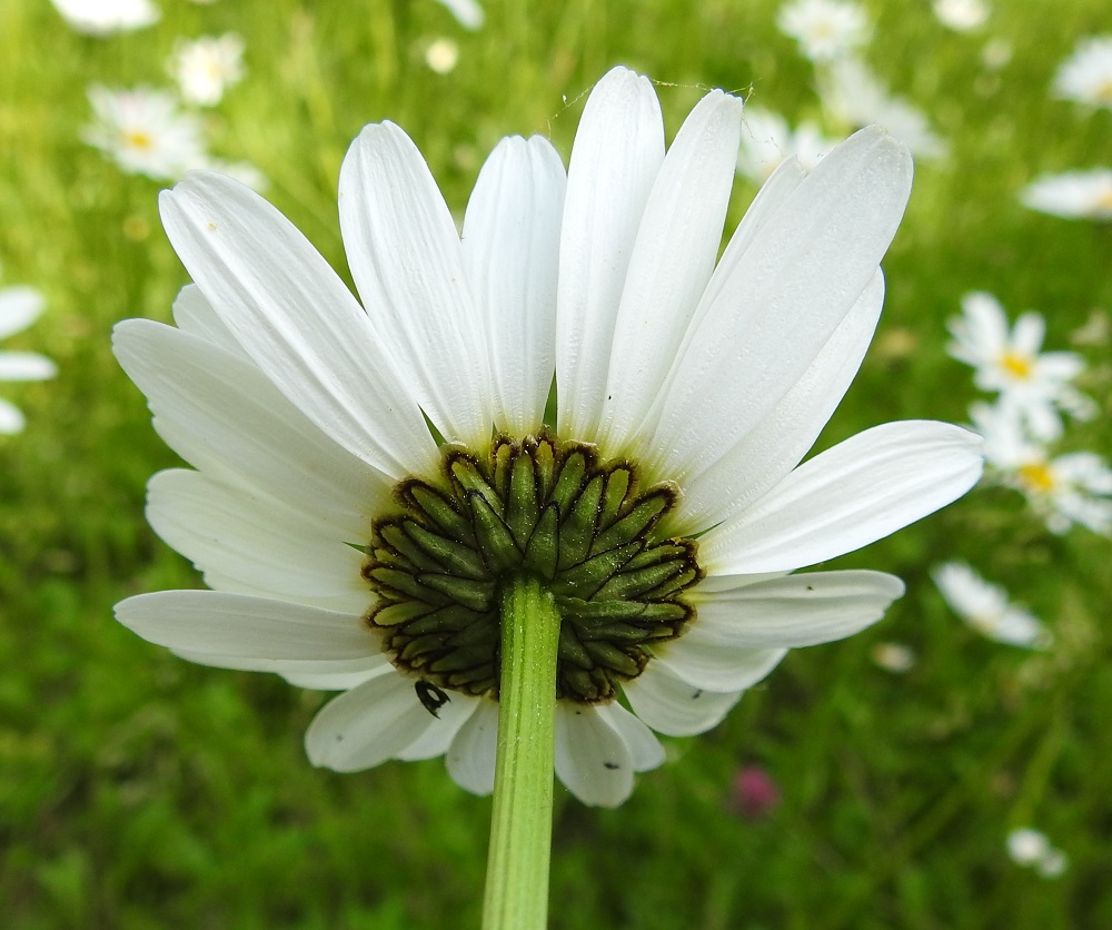 Leucanthemum vulgare - ahopäivänkakkaran kehtosuomut ovat kolmena rivinä tiiviisti toisiaan vasten painautuneina ja lomittuneina. Ne ovat lähinnä kapean kolmiomaiset tai kapeanpuikeat, vihreät ja ruskeareunaiset. Pituutta suomuilla on tavallisesti noin 5-8 mm ja leveyttä tyven leveimmältä kohtaa noin 1,5-2 mm. A, Finström, Bastö, Ekudden, niemen ruohikkoalue lomamökkien ympäristössä, 17.6.2023. Copyright Hannu Kämäräinen.