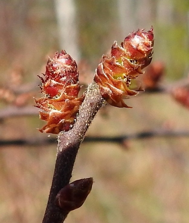 Myrica gale - (saha)suomyrtti ei ole ehdottoman kaksikotinen pensas. Kuvan eminorkoissa näkyy muutamien suomujen hangassa myös hedekukkia. 13.5.2023. Copyright Hannu Kämäräinen.