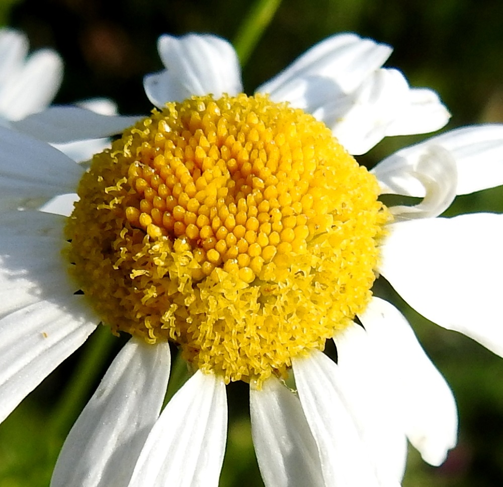 Tripleurospermum inodorum - peltosaunion kaksineuvoisia, torvimaisia ja keltaisia kehräkukkia on satoja. Ne ovat päästään viisiliuskaisia. Heteitä on viisi. Niiden keltaiset, tasasoukat ponnet ovat lieriömäisen yhdiskasvuisesti emin vartalon ympärillä. Kuvassa on muutamia hedevaiheisia kukkia keskustan nuppuvyöhykkeen laidalla. Emiön vartalon kärjessä oleva luotti on kaksiliuskainen. Kuvassa näkyy runsaasti kukkia, joissa keltaiset luotinliuskat ovat levällään. V, Kaarina Tuorla, Maaseutuoppilaitos, ylijäämämaakenttä, 11.7.2023. Copyright Hannu Kämäräinen.