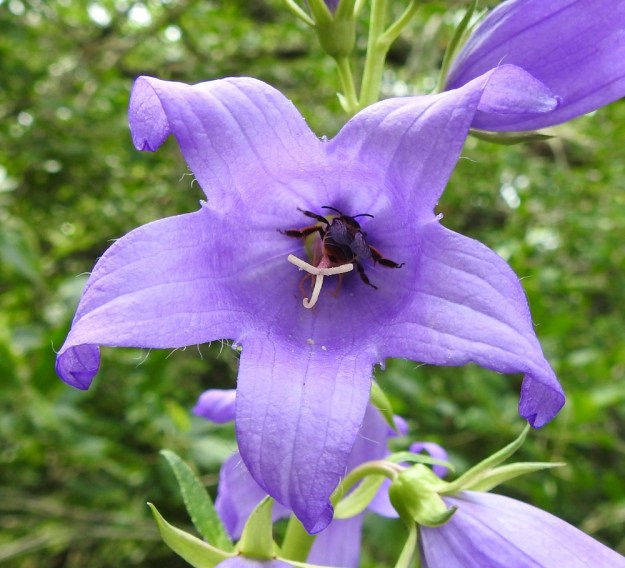 Campanula latifolia - ukonkellon kukat kiinnostavat monia hyönteisiä, kuten pistiäisiä ja kukkakärpäsiä. Kuvassa ahkeroinnin tuloksena ovat jalkataskut jo täyttyneet siitepölystä. EH, Kouvola, Kuusankoski, Voikkaa, Sikomäki, Voikkaantien varressa olevan kallioisen Lapinmäen laide, 6.7.2023. Copyright Hannu Kämäräinen.