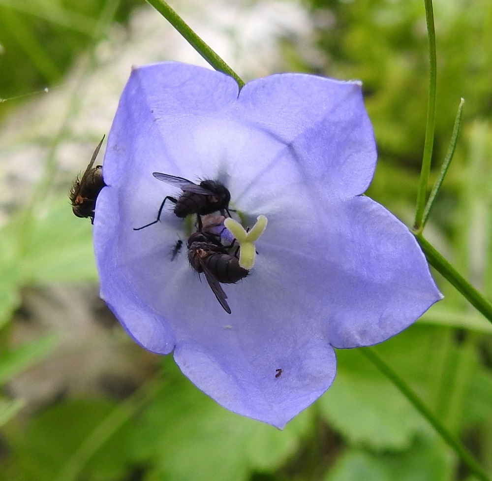 Campanula rotundifolia subsp. groenlandica - tunturikissankellon siitepöly näyttää maistuvan kärpäsille, mutta emin vartalo on niiden kokoon nähden niin pitkä, että luotit jäävät pölyttymättä. EnL, Enontekiö, Kilpisjärvi, Saanan lounainen alarinne luonnonsuojelualueen kaakkoispuolella, Käsivarrentieltä (tie 21) loivasti Saanaa kohti nouseva tunturikoivikkorinne, n. 520 m mpy, 16.7.2023. Copyright Hannu Kämäräinen.