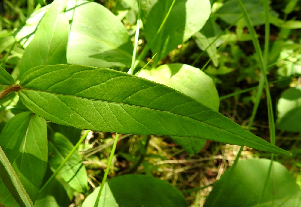 Lysimachia thyrsiflora - terttualven lehdet ovat kapeanpuikeat, suikeat tai tasasoukan suikeat sekä suippokärkiset. Niiden yläpinta on vihreä ja kalju. Pituutta lehdillä on tavallisesti noin 5-10 cm ja leveyttä leveimmältä kohtaa noin 1-2,5 cm. EH, Hämeenlinna, Luolaja, Hattelmalanjärven rantaneva lintutornin kohdalla, luonnonsuojelualue, 4.7.2023. Copyright Hannu Kämäräinen.