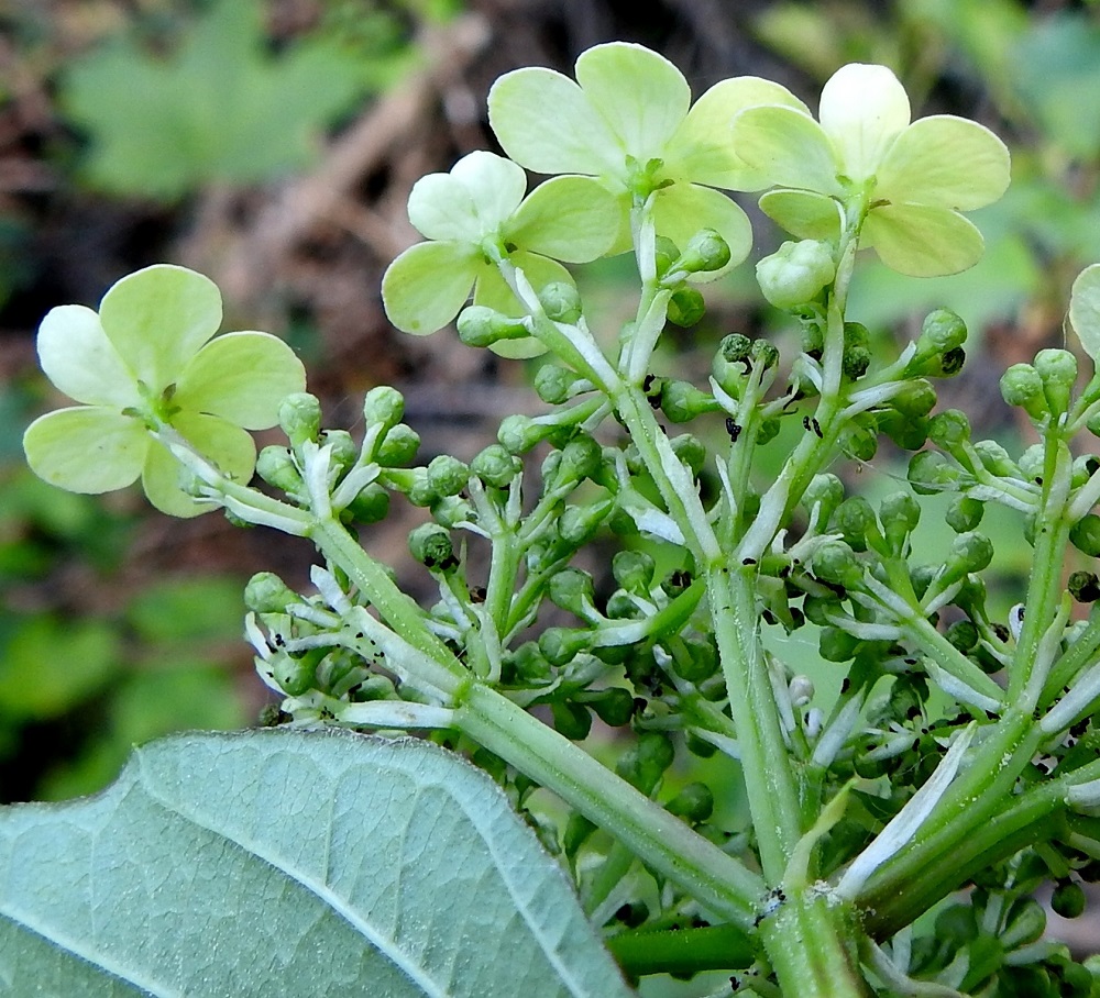 Viburnum opulus - koiranheiden kukintohaarojen tukilehdet ovat rihmamaiset ja noin 3-8 mm pitkät. Laitakukkien kukkaperä on noin 10 mm pitkä ja fertiilien kukkien kukkaperä yleensä noin 0,5-2 mm pitkä. Kukkaperien tyvellä on rihmamainen ja noin 1-3 mm pitkä tukilehti. Fertiilin kukan perän jatkeena on lieriömäinen ja tavallisesti noin 2 mm pitkä kukkapohjus, jonka sisällä on sikiäin. Kukkapohjuksen kärjessä on viisiliuskainen verhiö, jonka kolmionmuotoiset liuskat ovat vain noin 0,3 mm pitkät. Steriilien laitakukkien verhiö on myös viisiliuskainen, ja liuskat ovat kapeahkon kolmiomaiset ja noin 1 mm pitkät. EH, Hämeenlinna, Pullerinmäki, Viisari, Kahtoilammen pohjoispuolinen rantametsikkö, 16.6.2023. Copyright Hannu Kämäräinen.