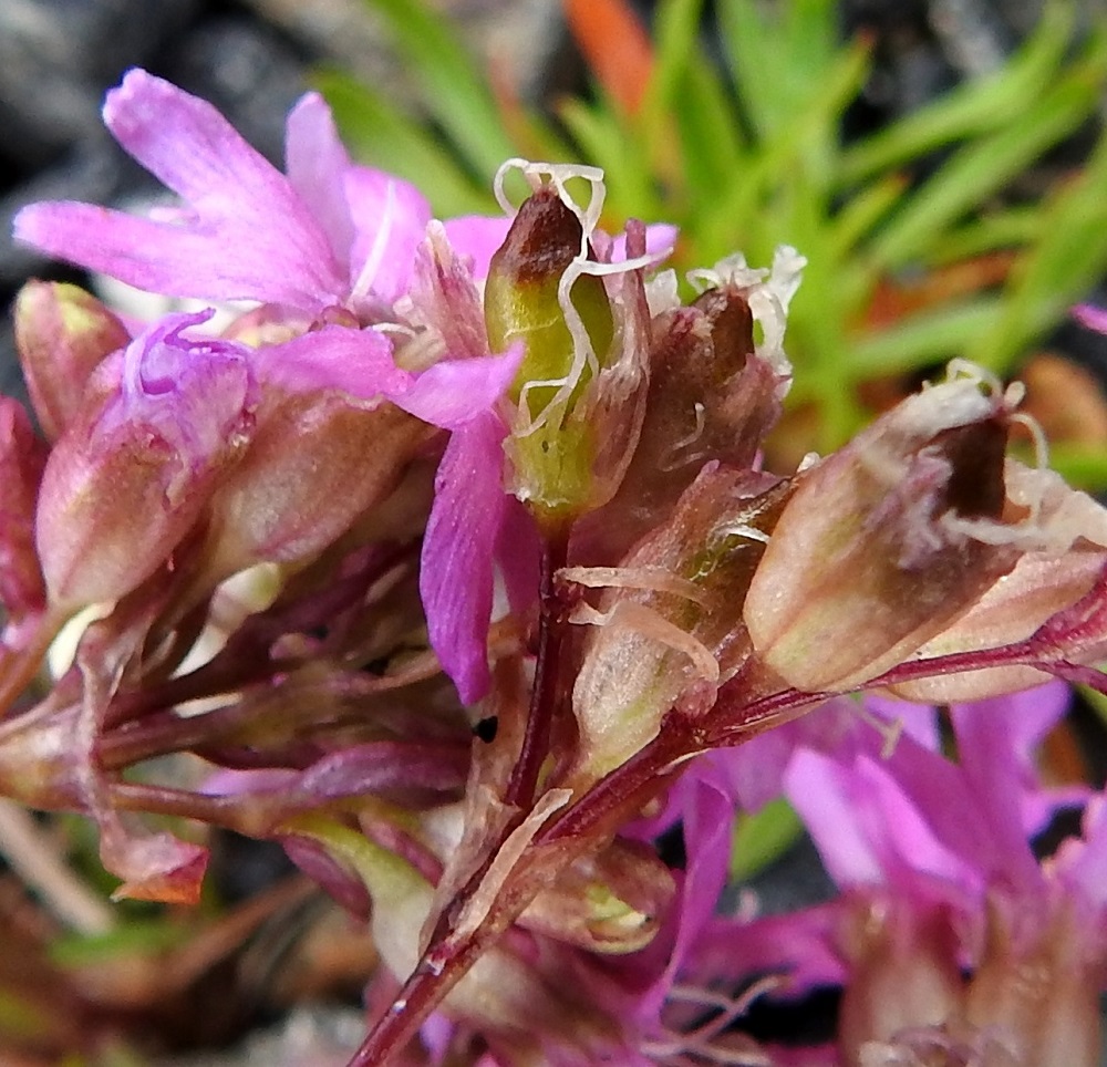 Viscaria alpina var. alpina - kalliopikkutervakon verhiön avaaminen paljastaa munamaisen kodan, joka on vihreä tai ruskehtava. Sen pituus on noin 4-5 mm ja leveys noin 3-4 mm. Kota avautuu viisiliuskaisesti. KiL, Muonio, Olostunturi, lakialueen länsiosa, soramaa, n. 480 m mpy, 19.7.2023. Copyright Hannu Kämäräinen.