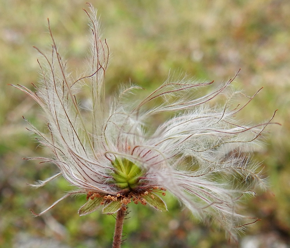 Dryas octopetala - (tunturi)lapinvuokon pähkylät ovat kapean vastapuikeat, noin 4-5 mm pitkät ja noin 1-2 mm leveät. Pähkylöissä kiinni olevat emin vartalot pitenevät ja muuntuvat lopulta noin 20-35 mm pitkiksi, harmaanvalkoisiksi ja siirottavakarvaisiksi lenninhaiveniksi. EnL, Enontekiö, Kilpisjärvi, Saanan louhikkoinen koillisrinne lähes Saanajärven luoteispään tasalla, n. 785 m mpy, 18.7.2023. Copyright Hannu Kämäräinen.