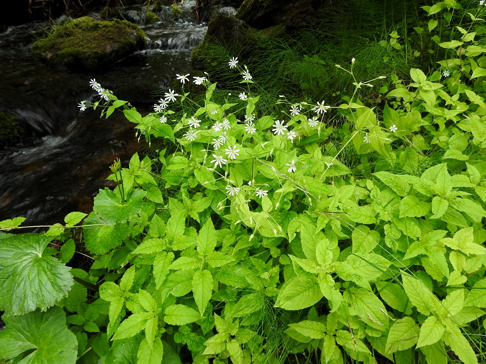 Stellaria nemorum - lehtotähtimö on helposti tunnistettavissa leveistä lehdistään ja kukkia lukuun ottamatta vaaleanvihreästä yleisväristään. KiL, Kolari, Äkäslompolo, Kellostapulin ja Ylläksen välinen Varkaankuru, luonnonsuojelualue, Varkaanojan ranta, 280 m mpy, 20.7.2023. Copyright Hannu Kämäräinen.