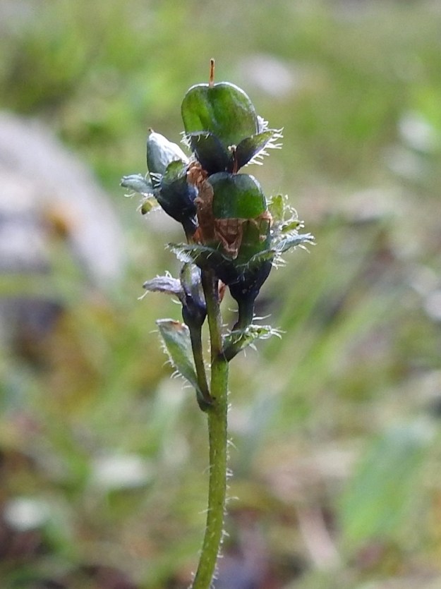 Veronica alpina subsp. alpina - pulmuntunturitädykkeen kota on soikea, matalasti lovipäinen ja litteä sekä tavallisesti noin 5 mm pitkä ja noin 3-4 mm leveä. Se on selvästi verhiötä pitempi. Pulmuntunturitädykkeellä kota on kalju ja sopulintunturitädykkeellä karvainen. EnL, Enontekiö, Kilpisjärvi, Saanan kaakkoispään lounainen alarinne luonnonsuojelualueen ulkopuolella, Käsivarrentieltä (tie 21) loivasti Saanaa kohti nouseva tunturikoivikkorinne, n. 610 m mpy, 16.7.2023. Copyright Hannu Kämäräinen.