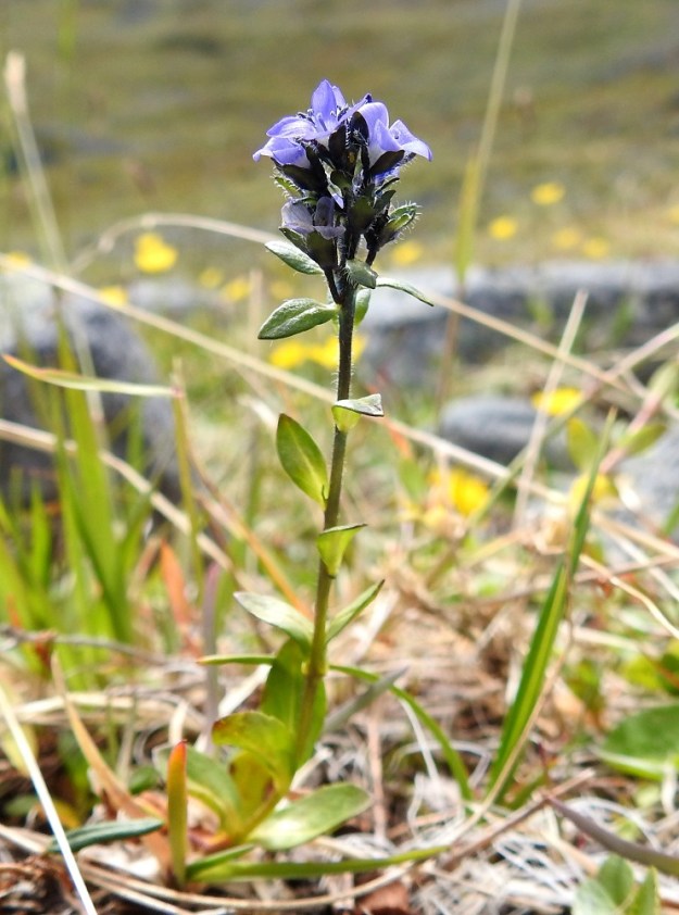 Veronica alpina subsp. alpina - pulmuntunturitädykkeen kukinto pitenee kukinnan jatkuessa, mutta ei kasva juuri kahta senttiä pitemmäksi. Malliltaan kukinto on tiivis latvaterttu, jossa yleensä on enintään kymmenen kukkaa. EnL, Enontekiö, Kilpisjärvi, Saanajärven luoteispäässä oleva harjannealue, järveen laskeva, jyrkähkö paljakkarinne, 720 m mpy, 6.7.2018. Copyright Hannu Kämäräinen.
