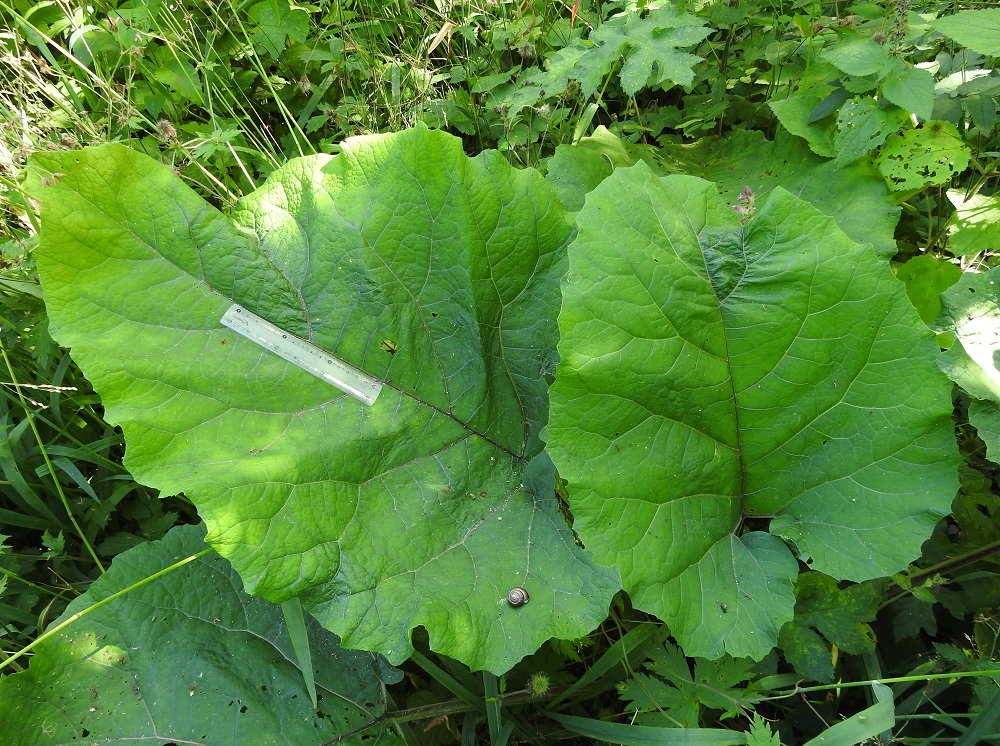 Arctium nemorosum - lehtotakiaisen ruusukelehdet (kuvassa) ja varren aluslehdet ovat kookkaat ja pitkäruotiset. Niiden lehtilapa on ohuehko, yleensä leveänpuikea tai kolmiomaisen puikea, syvään herttatyvinen ja kärkeä kohti suippeneva sekä kärjestään leveän suippo tai pyöreähkö. Yläpinta on vihreä, nystyinen ja yleensä niukkakarvainen. Pituutta lavalla on tavallisesti noin 40-70 cm ja leveyttä leveimmältä kohtaa noin 25-50 cm. Kuvassa 15 cm:n viivoittimella varustettu lehti on noin sentin tarkkuudella juuri em. maksimimittojen kokoinen. 13.7.2022. Copyright Hannu Kämäräinen.